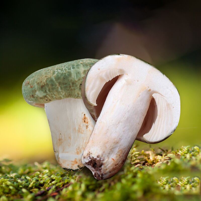 菌类公司起名