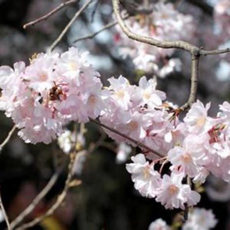 苗圃公司起名